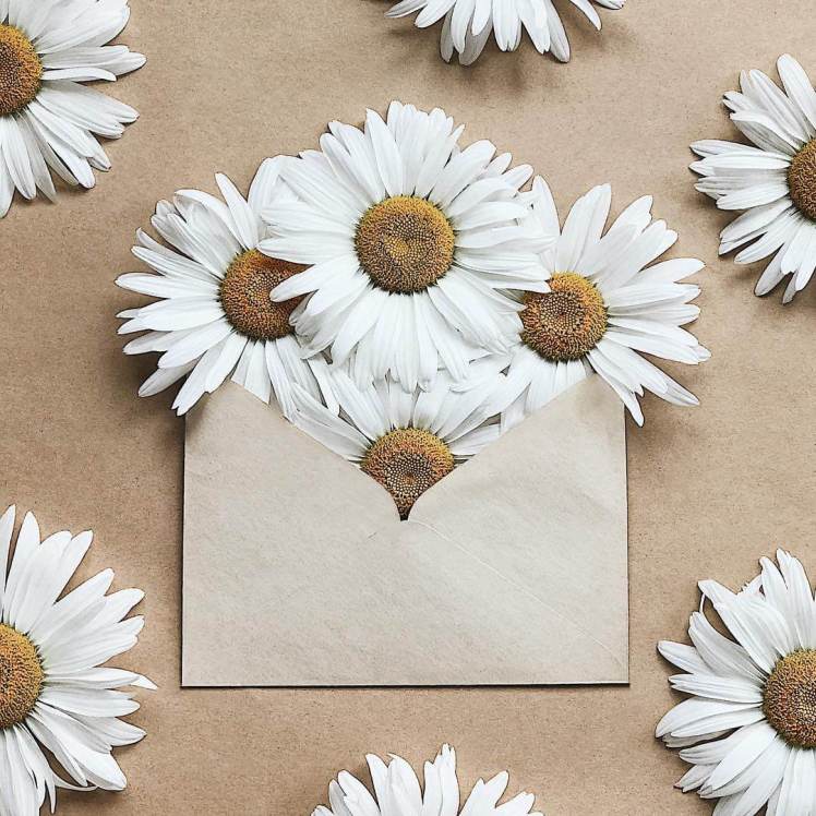 anna-remarchuk-envelope-series-balizroom-flowers-primavera-margherite