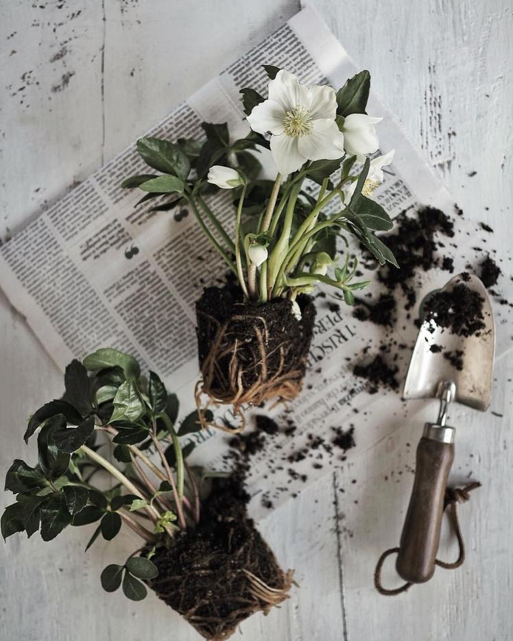 Instagram_aboutgarden_47583263_1964223850293621_6440166482366909870_n