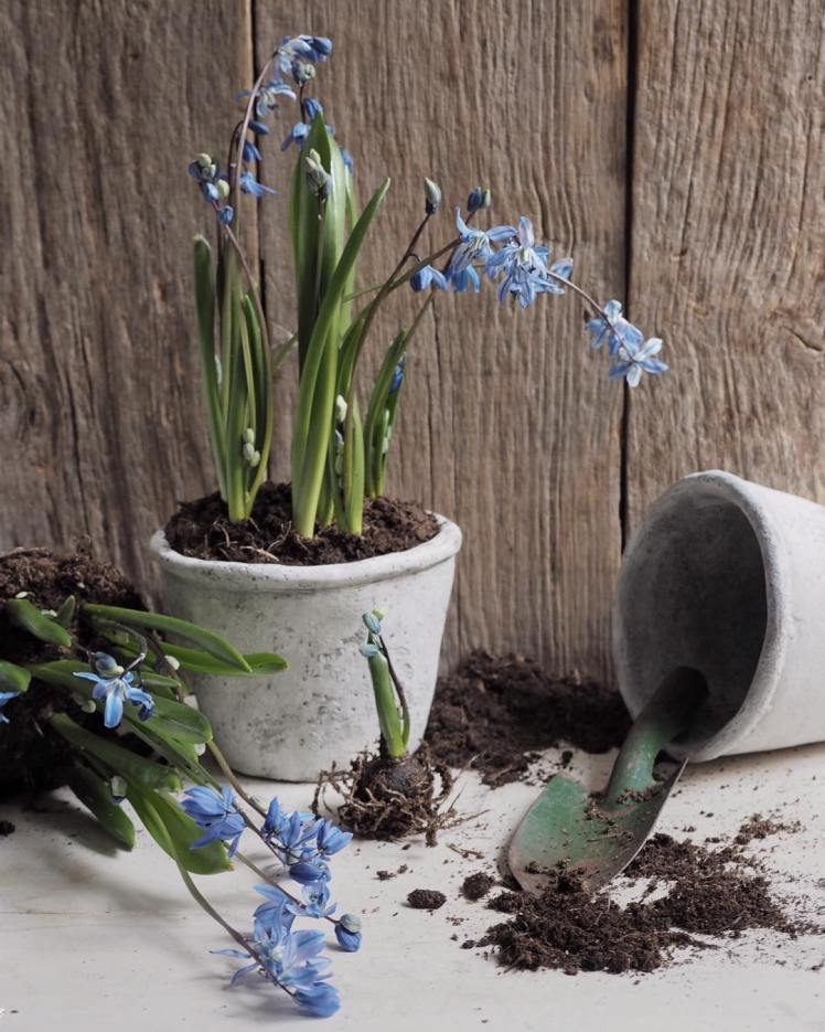 about-garden-balizroom-fiori-giardino-primavera-scilla-vaso